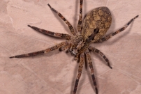 La Zoropse  pattes pineuses. Une femelle (Araneae - Zoropsidae - Zoropsis spinimana)